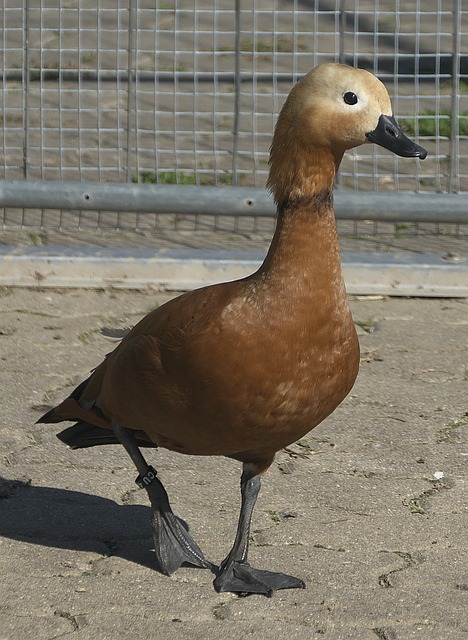 素质